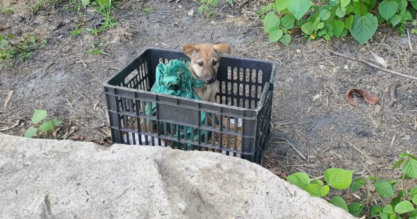Man’s On His Way To Work When He Sees An Abandoned Puppy In A Black Crate