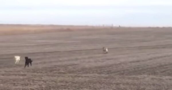 Man’s Black Lab Runs Off, Comes Back And Jumps In Car With New Friends