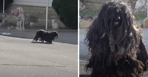 Matted Dog Was Neglected For Far Too Long Out On The Streets