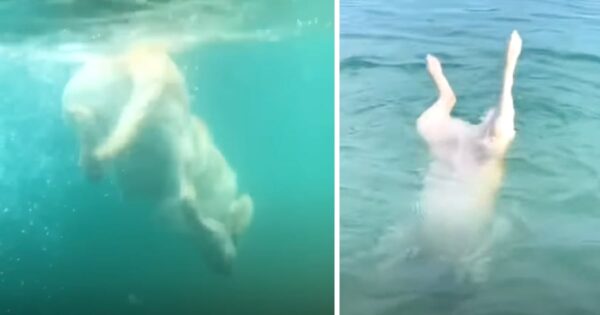 Meet Max, The Dog Who Thinks He’s A Mermaid