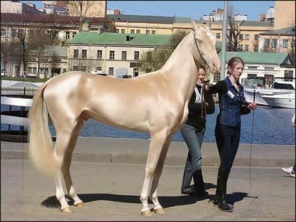 Meet the world’s most beautiful horse – that looks like it has been dipped in gold