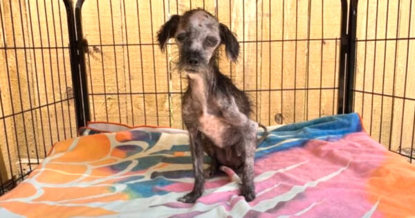 Missy Was Found Living In Trash, And Today She Looks Better Than Ever