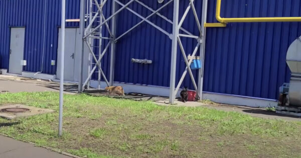 Mom & Daughter Dogs Abandoned At Grocery Store Found Out Back Around A Bucket