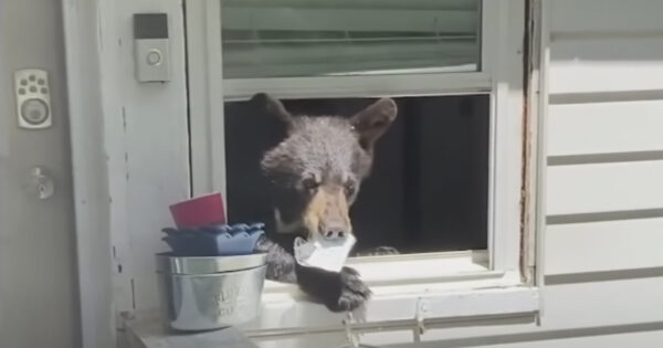Mom Arrives Home, And The Cat Shows Her There’s A Bear In The House
