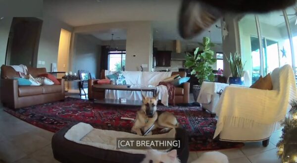 Mom Busts The Dog On Camera, But The Cats Come To Cover It Up