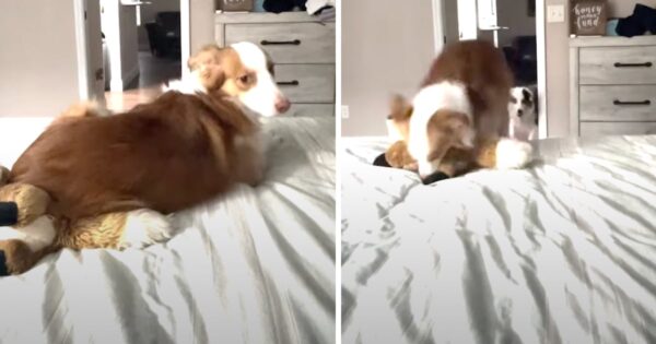 Mom Calls Out For Her Deaf Dog, And His Doggy Sister Helps Get His Attention
