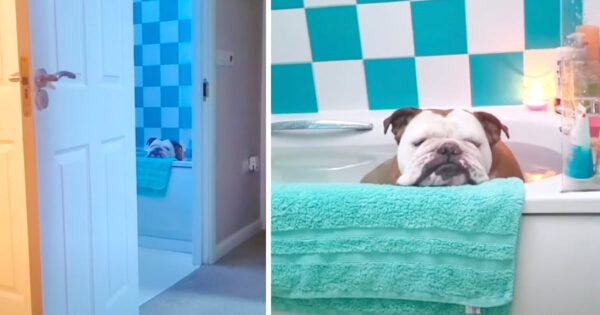 Mom Catches Her Bulldog Relaxing In The Bubble Bath
