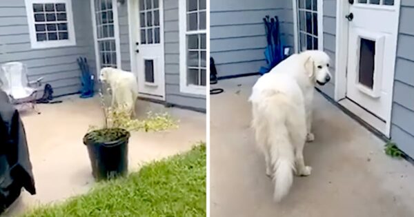 Mom Catches The Dog Trying To Sneak Friends Into The House In Her Mouth