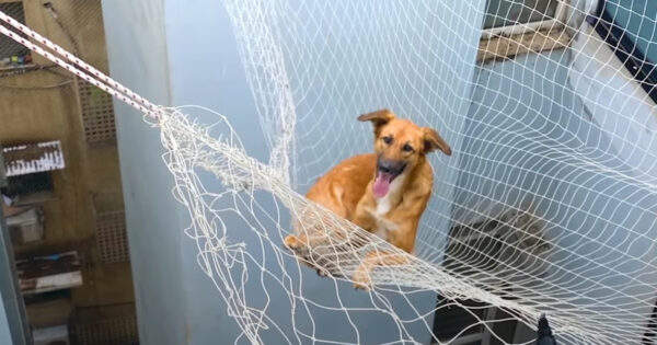 Mom Comes Outside To See That Her Dog Fell Over The Side Of The Building