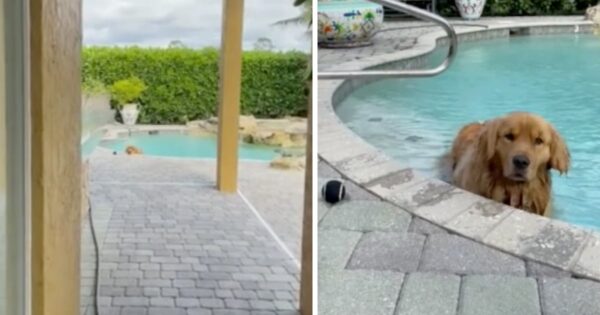 Mom Finds Golden Retriever In The Pool On A Chilly Florida Day