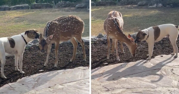 Mom Finds The Dog Outside Cleaning A Deer
