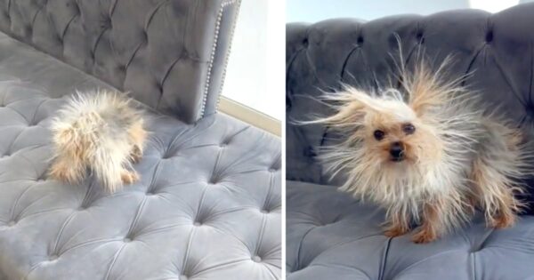 Mom Finds The Prickly Porcupine On The Couch To Actually Be Her Dog