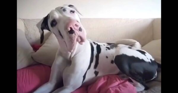 Mom Forgot To ‘Cuddle’ Her Great Dane In The Morning, So He Raised A Complaint