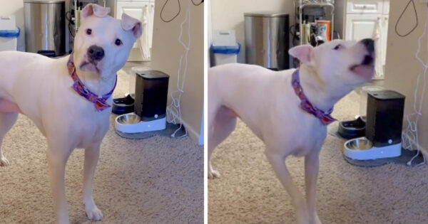 Mom Gets Dog An Automatic Food Dispenser, Has To Hear All About It