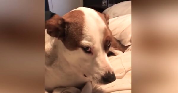 Mom Hears Noise In Dog’s Mouth And Sees The Guilty Look On His Face