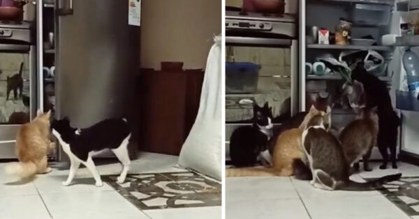 Mom Hides A Camera To See Who’s Been Getting Into The Refrigerator