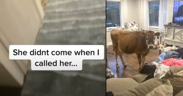 Mom Lets Dog Out And Doesn’t Close The Door, And Pup Returns With A Friend