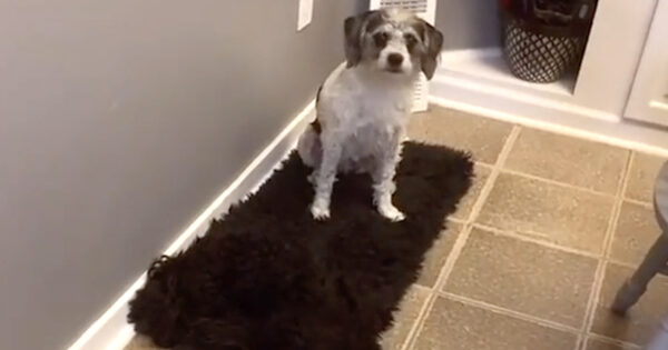 Mom Looked All Over For Her Second Dog, And The Other Was No Help