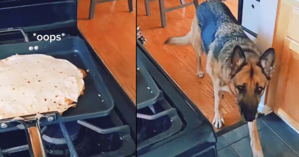 Mom Notices The Dog Comes Into The Kitchen Every Time She Says ‘Oops’