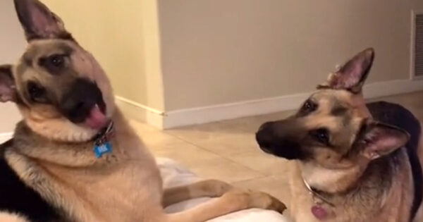 Mom Pretends She’s On The Phone And Casually Uses Her Dogs’ Trigger Words