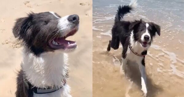 Mom Takes Her Blind Dog To The Beach For The First Time, Watches As He Goes
