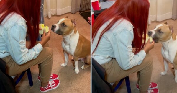 Mom Tells The Dog That He Can Have A Small Bite Of Her Sandwich