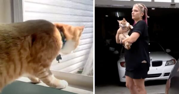 Mom Wakes Up To The Cat Screaming In The Night To Save All Of Their Lives