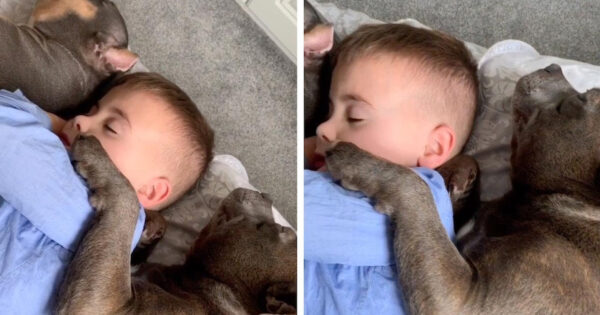 Mom Walks In On Her Young Boy And Pups Cuddled Up In Dreamland