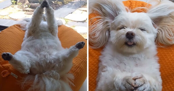 Mom Walks In On The Puppy Sleeping Awkwardly Over By The Window