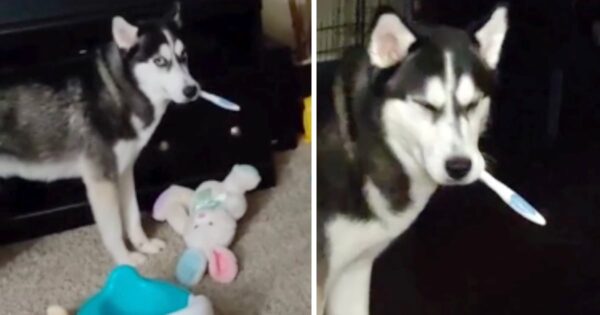Mom’s Toothbrush Went Missing, So She Called For The Husky