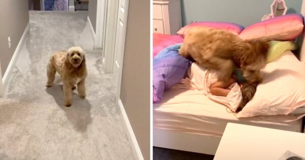Morning Dog Pays The Kids A Visit Every Day For An Abrupt Wake-Up Call