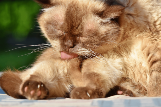 Most Popular Cat Breeds Australia