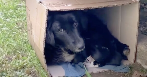 Mother Dog Found Bundled Up In A Cardboard Box With Her Puppies
