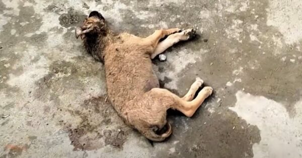 Motionless Puppy Trusted That Someone Would Hold Onto Some Hope