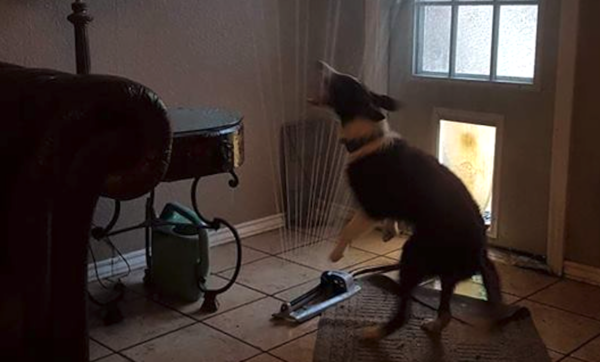 Much To Owner’s Dismay, Dog Drags Sprinkler Indoors For Some Summer Fun