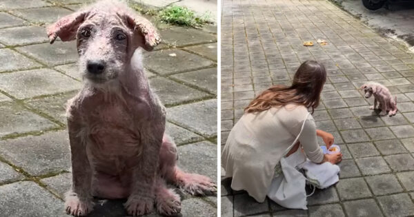 Naked Street Pup Needed A Lifeline, And One Arrived In The Form Of A Human