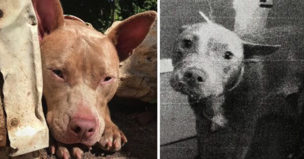 Nala The Pit Bull Was Scheduled To Be Put Down Because She Was Hurt