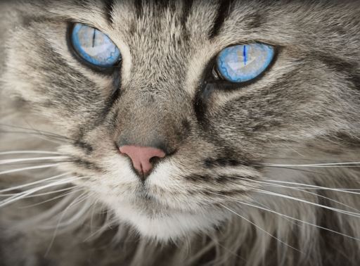 Natural Home Remedies For Cat Hairballs