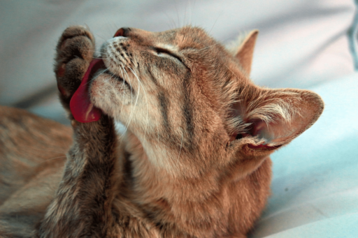 Natural Home Remedies To Stop A Cat From Licking
