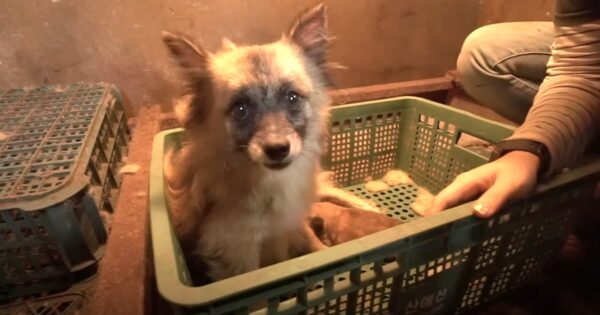 Neglected Dog Found In A Basket Along With A Single Newborn Puppy