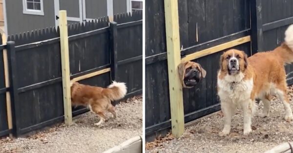 Neighbor Dogs Force A Hole In The Fence So They Can See Each Other
