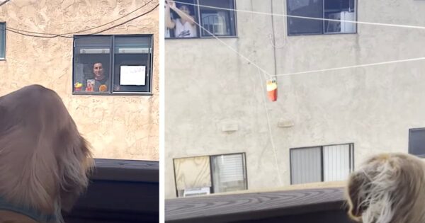 Neighbor Won’t Let Distance Stop Him From Treating Dog Friend Across The Way