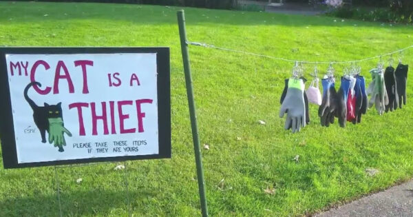Neighborhood Cat Steals So Many Items, Owner Has To Put A Sign Up In The Yard