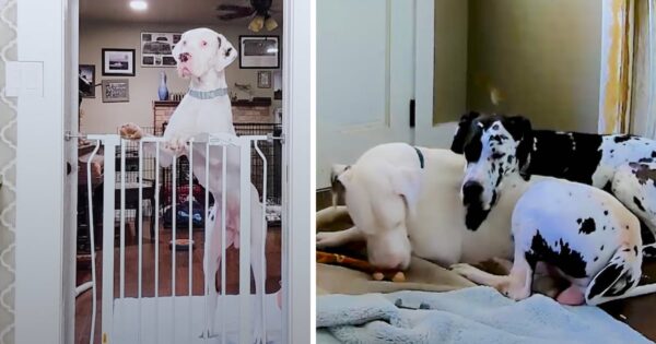 New Foster Dog Has Social Anxiety, So His Dog Sister Comforts Him