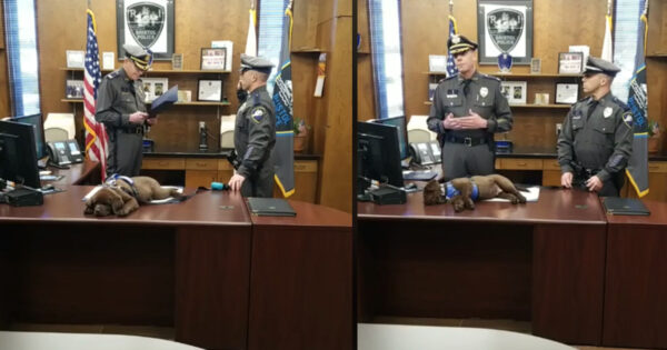 New K9 Pup Sleeps Through The Whole Swearing-In Ceremony