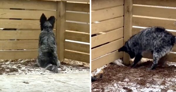 New Neighbor Moves In, And They Work Together To Dig A Hole To Become Friends