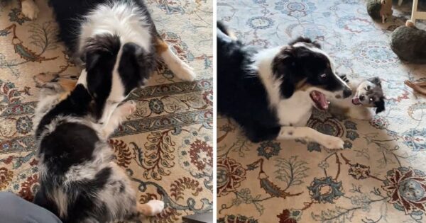 New Puppy Addition Leads To Adorable Australian Shepherd Playdate