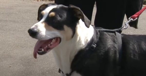 New Study Shows That Dogs Follow Their Owners’ Healthy Habits