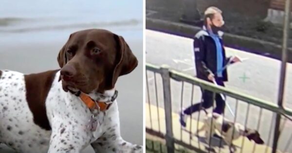 News Team Spots Dog Who Was Stolen From Parked Car And Stops The Man