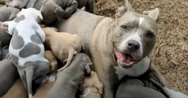 No One Even Knew The Pittie Was Pregnant, Fosters Stop Counting At 15